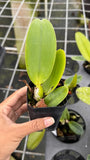 Rlc. Dream Spinner ÔVolcano QueenÕ Orchids