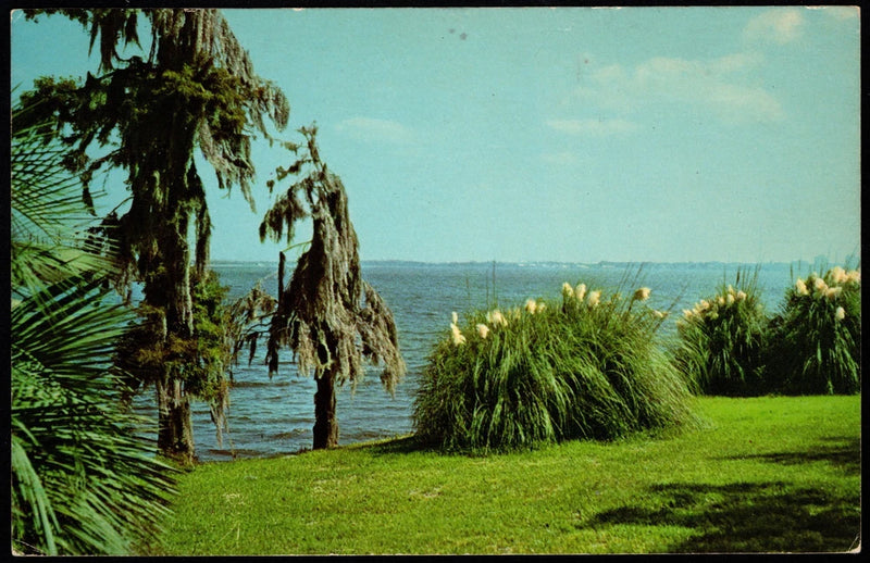 Postcard Pampas Grass, Spanish Moss & Palms View Looking Across Lake Charles, LA Pampas Grass
