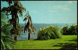 Postcard Pampas Grass, Spanish Moss & Palms View Looking Across Lake Charles, LA Pampas Grass