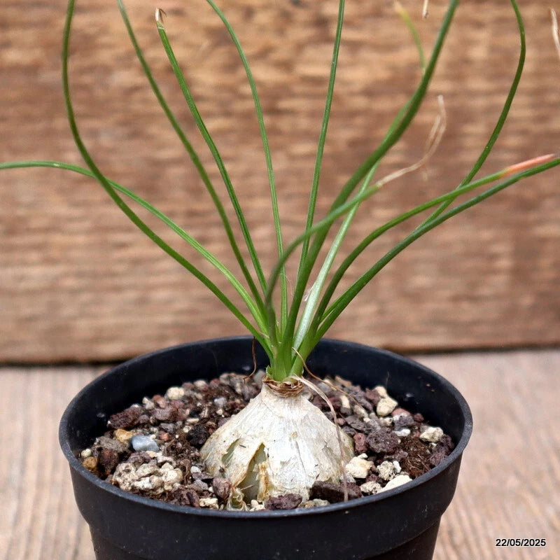D4315 ALBUCA HUMILIS pot6,5-H3-W3 cm MaMa Cactus Green Plant