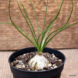 D4315 ALBUCA HUMILIS pot6,5-H3-W3 cm MaMa Cactus Green Plant