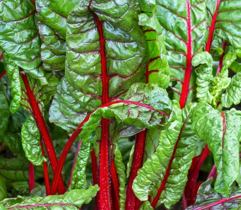 RUBY RED SWISS CHARD SEEDS 100+ heat tolerant SALAD GREENS garden FREE SHIPPING Garden Plants