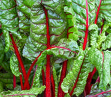 RUBY RED SWISS CHARD SEEDS 100+ heat tolerant SALAD GREENS garden FREE SHIPPING Garden Plants