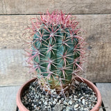 D5822 FEROCACTUS GRACILIS pot20-H19-W12 cm MaMa Cactus Green Plant