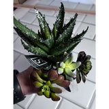 4 Various Artificial Succulents Faux Succulent Plants Home Garden Decor Green Plant