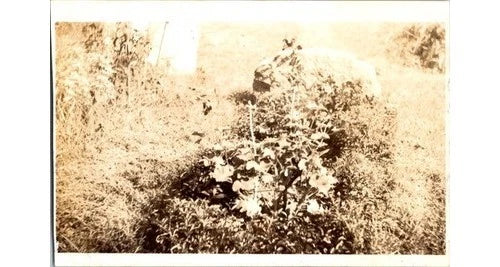 1910s Sepia Photograph: Hydrangea Garden StudyEarly Amateur Horticulture Doc Hydrangea