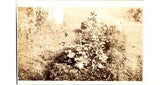 1910s Sepia Photograph: Hydrangea Garden StudyEarly Amateur Horticulture Doc Hydrangea