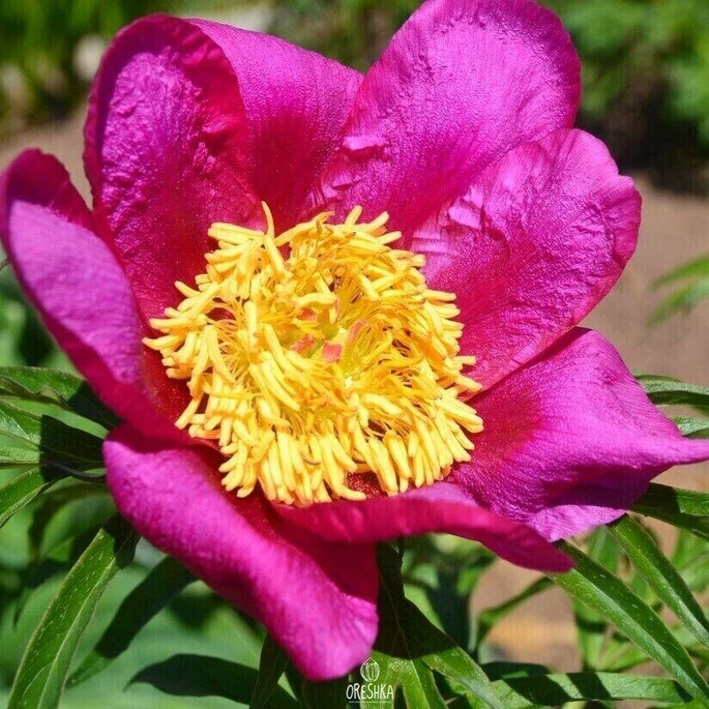 Paeonia anomala 5 PCS fresh seeds, Peony seeds, Perennial peony, Flower seeds Peony