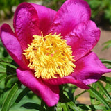 Paeonia anomala 5 PCS fresh seeds, Peony seeds, Perennial peony, Flower seeds Peony
