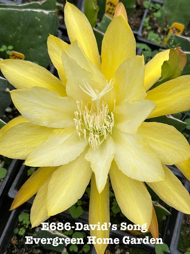 Orchid cactus in small starter pot, with pale yellow open flower and green spines