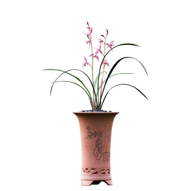 Red and pink orchid plant with long arching leaves in terracotta pot
