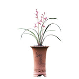 Red and pink orchid plant with long arching leaves in terracotta pot