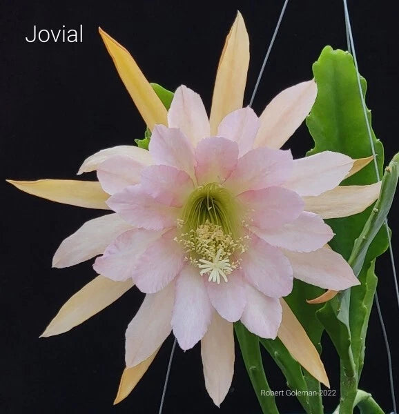 Orchid cactus cutting with large pale pink flower, green center, yellow petals, green stems