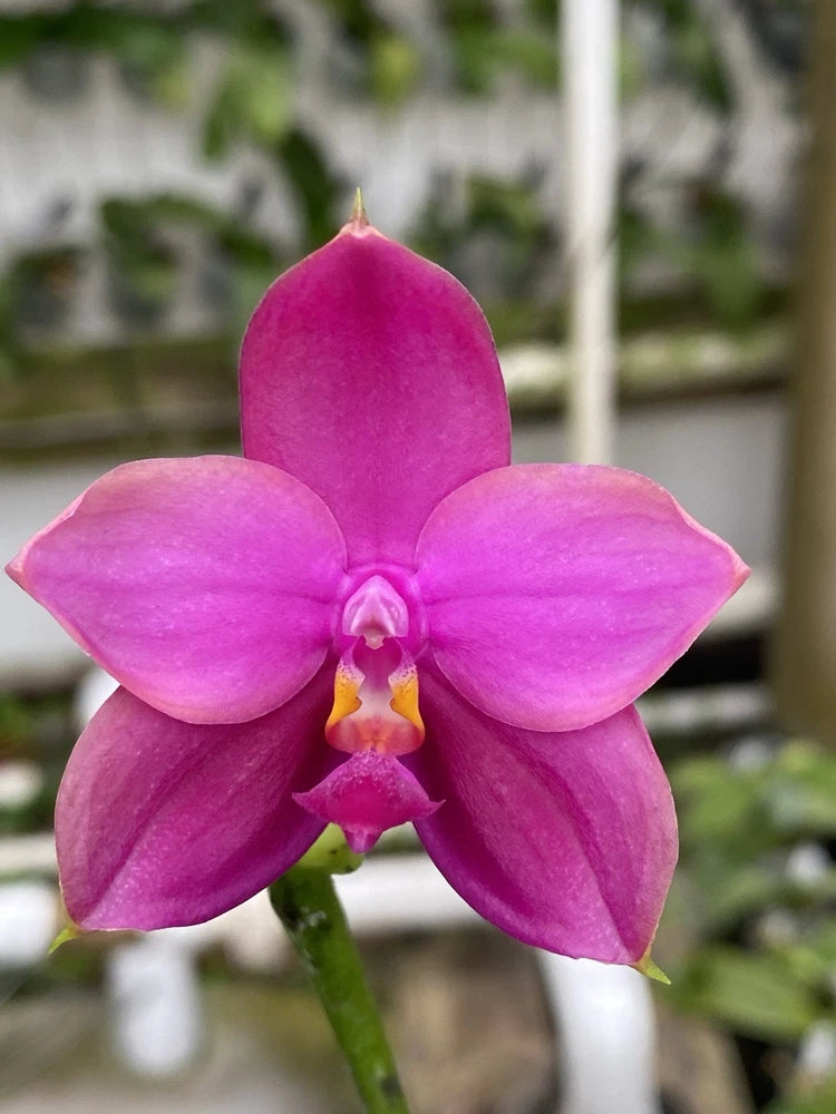 Magenta Phalaenopsis orchid flower with three rounded petals and yellow-centered lip