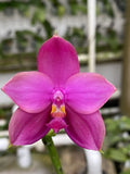 Original Phal Phalaenopsis Yaphon Pool x Summer Pretty-FRAGRANT Orchids