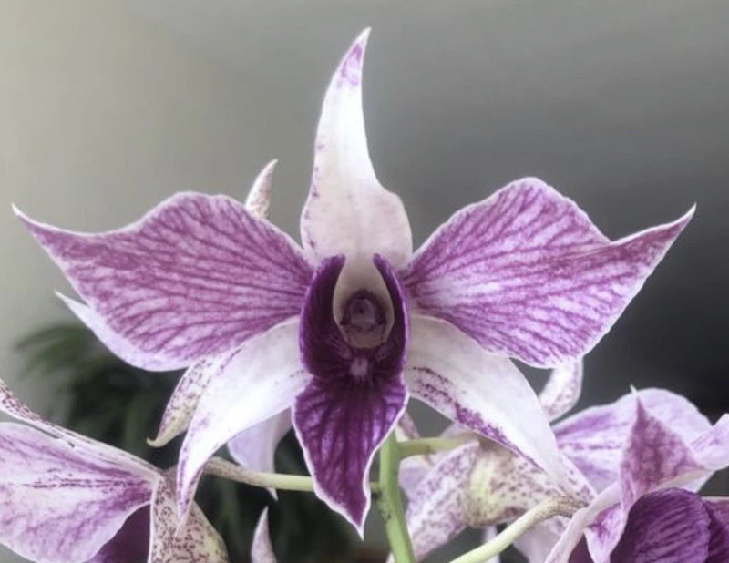TEN PLANTS! Lot Of 10 Dendrobium Orchids Instant Collection Previously Bloomed K Orchids