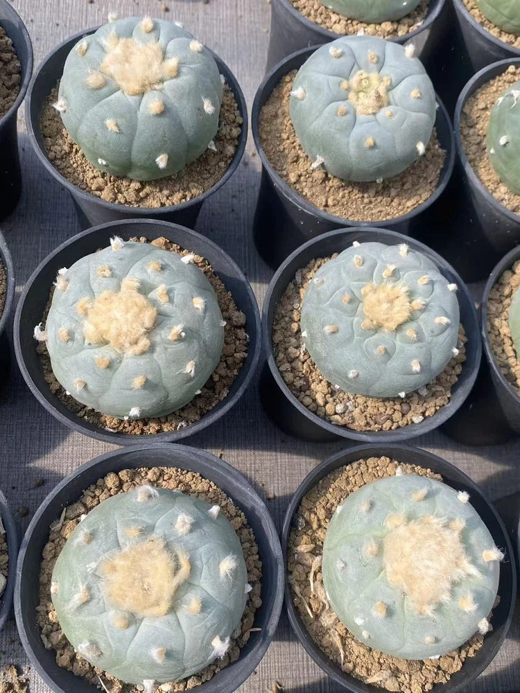 RareSucculent plants LW cacti seedgrowth Boutique Garden Decor pinkflower 5-6CM Garden Plants