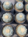 RareSucculent plants LW cacti seedgrowth Boutique Garden Decor pinkflower 5-6CM Garden Plants