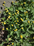 100+ PARACRESS organically grown SEEDS BUZZ BUTTONS TOOTHACHE PLANT .04oz Flowering Plants