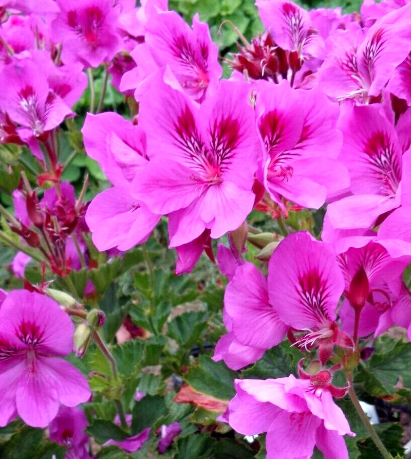 Live pink geranium plant cutting with ruffled magenta-veined flowers