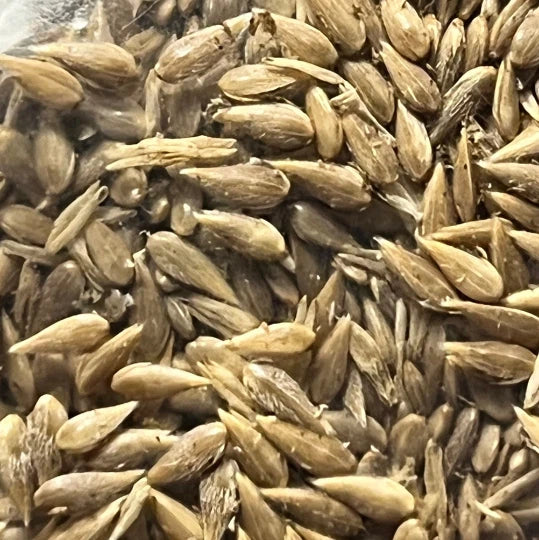 100 Phalaris aquatica seeds Flowering Plants