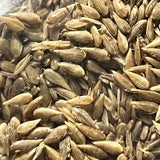 100 Phalaris aquatica seeds Flowering Plants