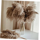 30 Stems Home Decor - Natural Dried Pampas Grass, Fluffy Brown 30brown-17 Inch Pampas Grass
