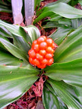 12 JAPANESE SACRED LILY SEEDS - Rohdea japonica Garden Plants