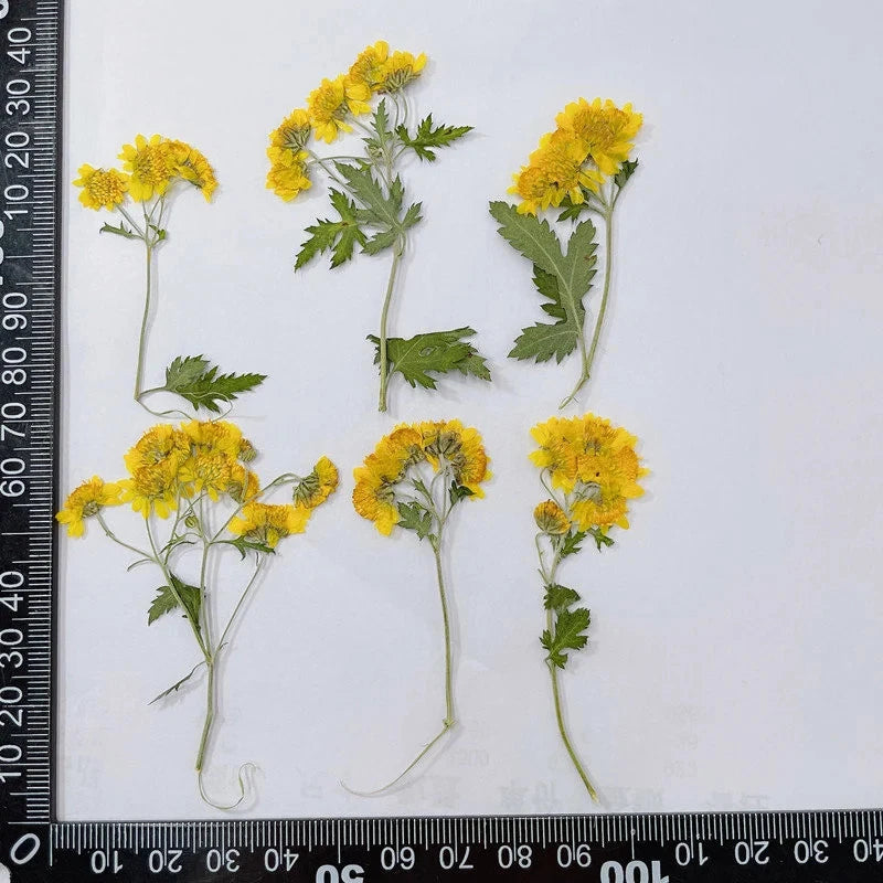 12PCS real dried Pressed wild daisy flower with leaves and stem, flower FHT37 Dried Flower