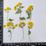 12PCS real dried Pressed wild daisy flower with leaves and stem, flower FHT37 Dried Flower