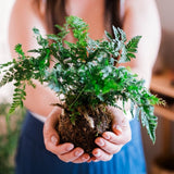kokedama plant (live Plant) Choose Your Favorite Orchids