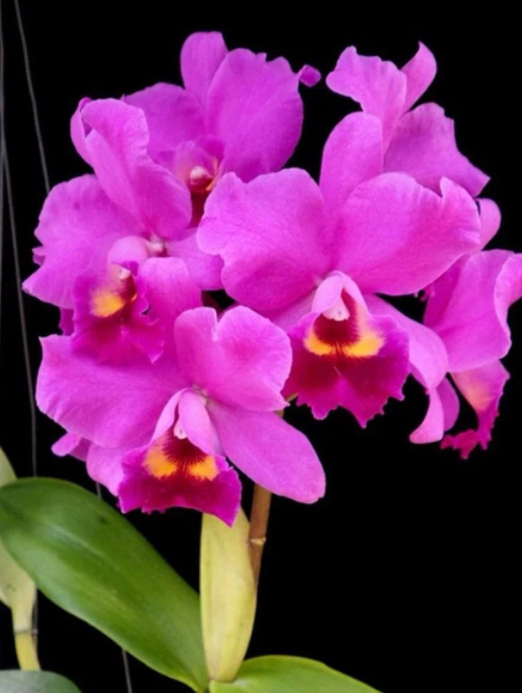 Purple and pink orchid flowers with green leaves