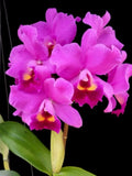 Cattlianthe Little Irene Pink Purple Orchid Hybrid 4.5Ó Pot Some Sun Damage Orchids