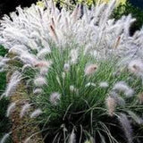 Little Fountain Grass-3 clumps already spouting!  Free shipping! Pampas Grass