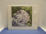 Print, Linda Baker 160/450 Hydrangea (11 x 11) Hydrangea