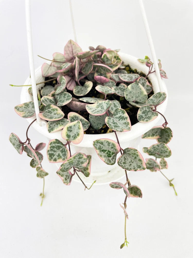 Variegated string of hearts succulent with pink and white leaves in white pot