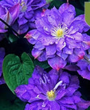 20 SEEDS Violet Purple CLEMATIS rare flower exotic vine 23 bush plant USA Seller Flowering Plants