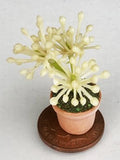 Dolls House Light Green Plastic Plant + Cream Flowers In A Pot Garden ZCC tumdee Flowering Plants