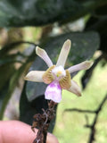Orchid Plants Psychillis krugii species **RARE** Orchids