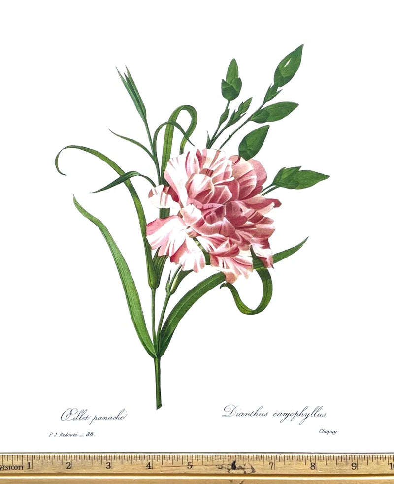 Redoute Flowers #88 DIANTHUS CORYOPHYLLUS CARNATION BOTANICAL ART BK PLATE L@@K Carnation