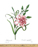 Redoute Flowers #88 DIANTHUS CORYOPHYLLUS CARNATION BOTANICAL ART BK PLATE L@@K Carnation