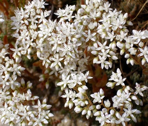 SEDUM WHITE STONECROP Sedum Album - 500 Bulk Seeds Garden Plants