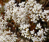 SEDUM WHITE STONECROP Sedum Album - 500 Bulk Seeds Garden Plants