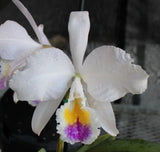 Orchids Species Cattleya schroederae ÔNewportÕÑThe Best!! Orchids