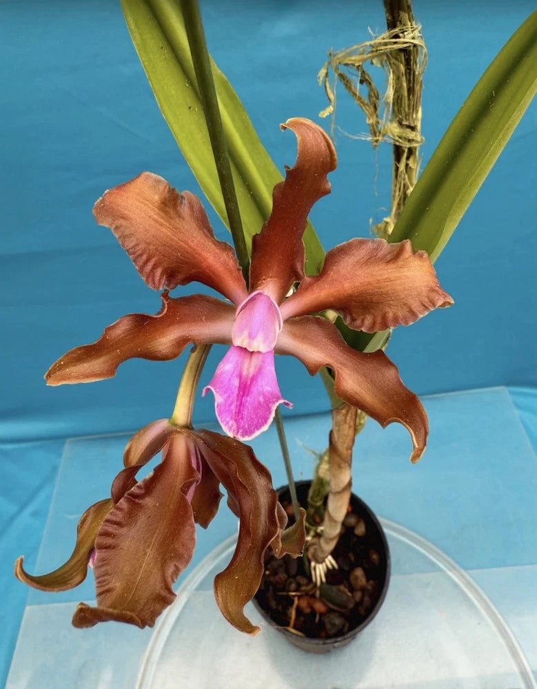 Potted multicolor hybrid orchid with orange-brown petals and a purple center lip