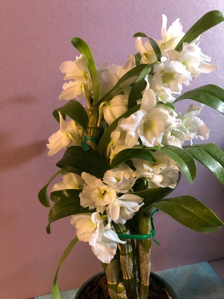 (230-7)Den.Spring Dream Apollon    BS   Fragrant Orchids