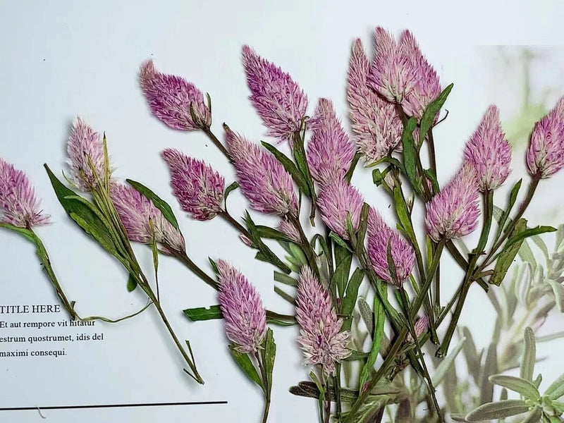 Dried Pressed Flowers,Phoenix Tail Flower pink Flat Flowers,dry flower 8PCS Dried Flower