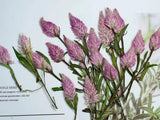 Dried Pressed Flowers,Phoenix Tail Flower pink Flat Flowers,dry flower 8PCS Dried Flower