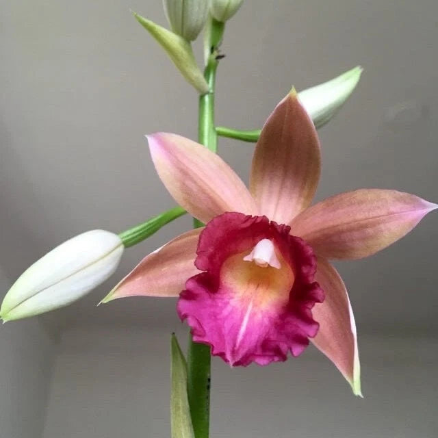 Orchid flower with pink and magenta ruffled petals and a yellow center