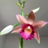 Orchid flower with pink and magenta ruffled petals and a yellow center